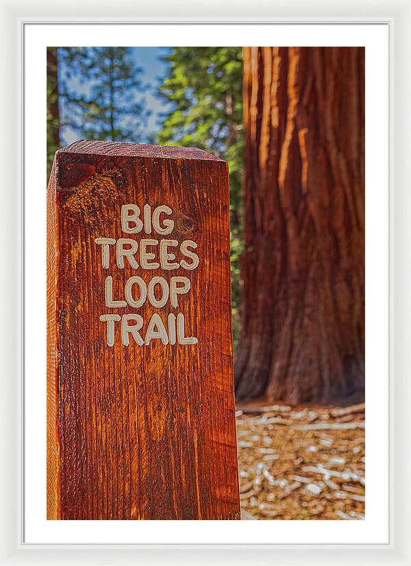 Big Trees Loop Trail and Sequoia Tree - Framed Print