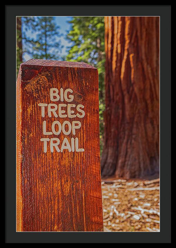 Big Trees Loop Trail and Sequoia Tree - Framed Print