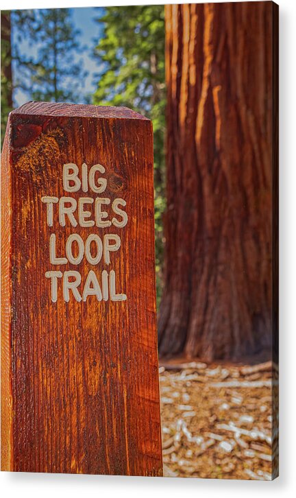 Big Trees Loop Trail and Sequoia Tree - Acrylic Print