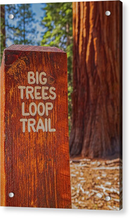 Big Trees Loop Trail and Sequoia Tree - Acrylic Print