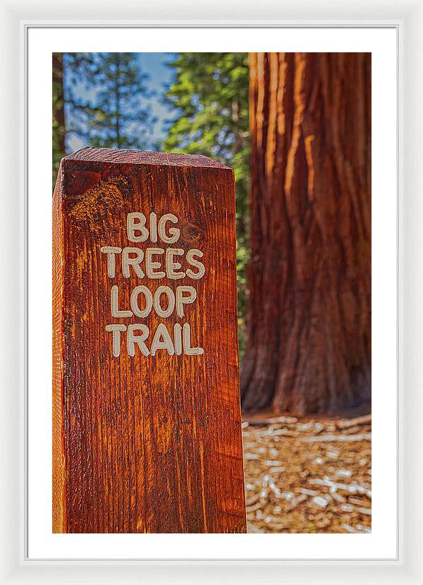 Big Trees Loop Trail and Sequoia Tree - Framed Print
