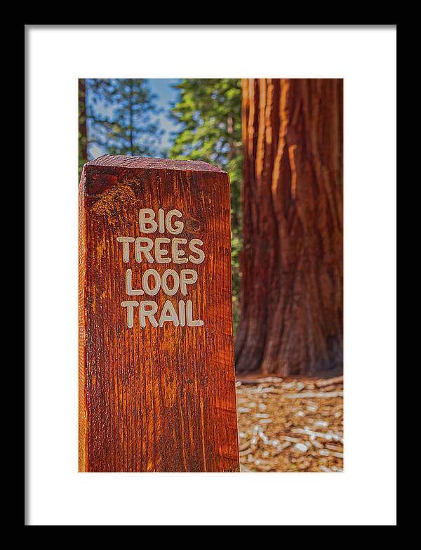 Big Trees Loop Trail and Sequoia Tree - Framed Print