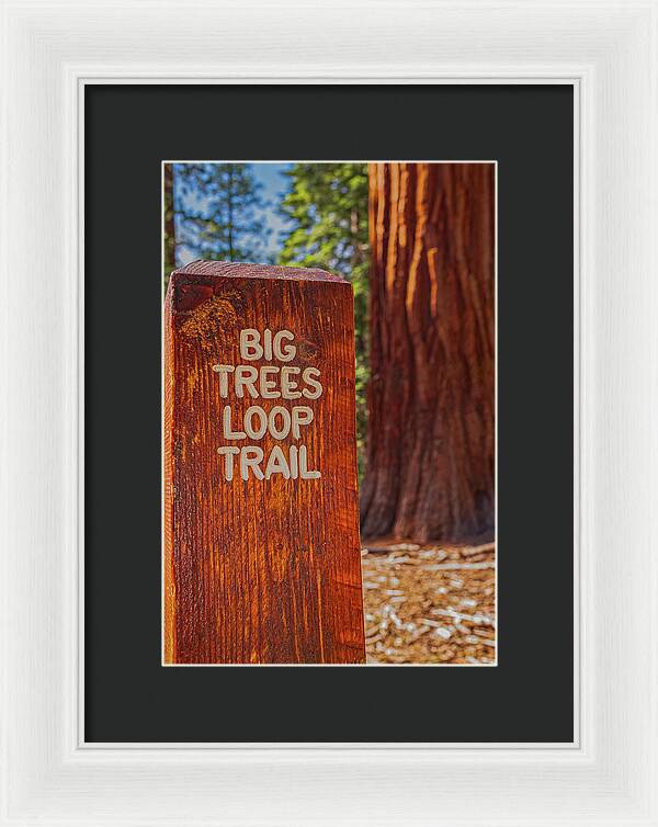 Big Trees Loop Trail and Sequoia Tree - Framed Print