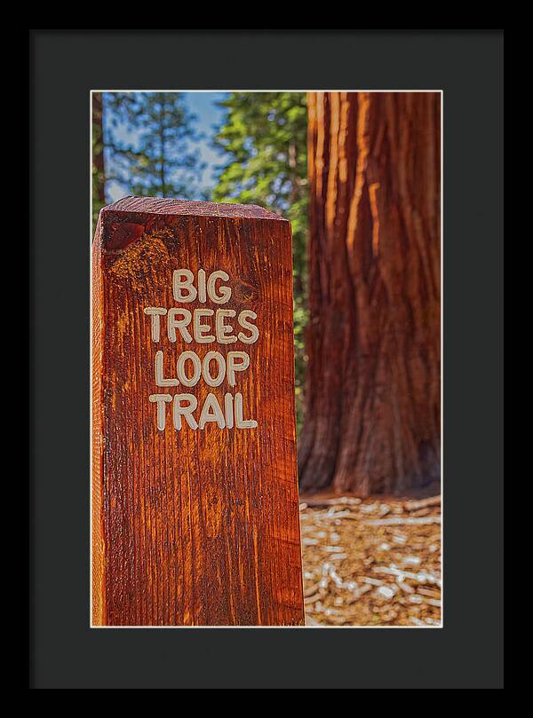 Big Trees Loop Trail and Sequoia Tree - Framed Print
