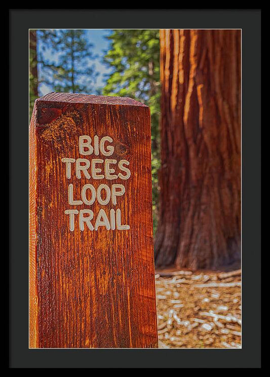 Big Trees Loop Trail and Sequoia Tree - Framed Print