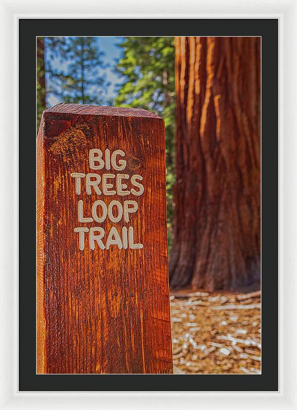 Big Trees Loop Trail and Sequoia Tree - Framed Print