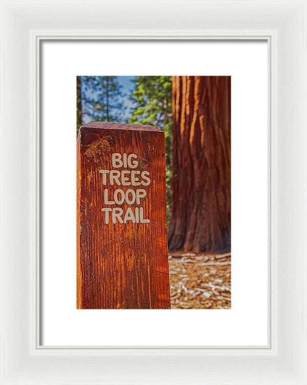 Big Trees Loop Trail and Sequoia Tree - Framed Print