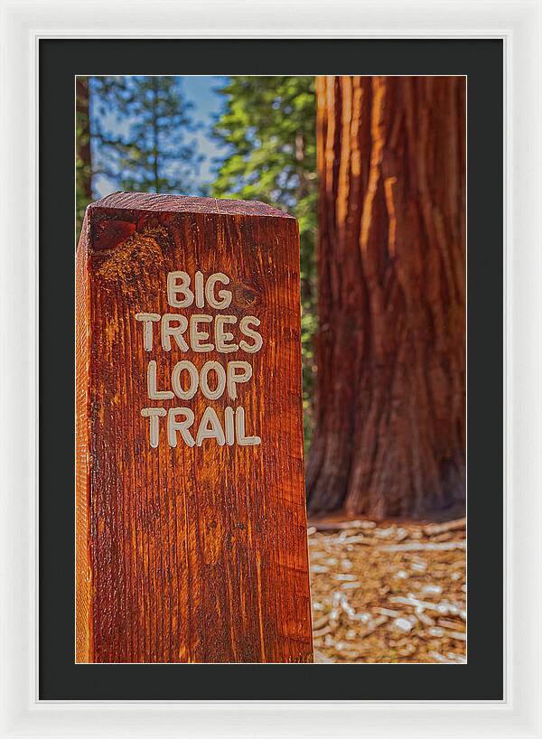 Big Trees Loop Trail and Sequoia Tree - Framed Print