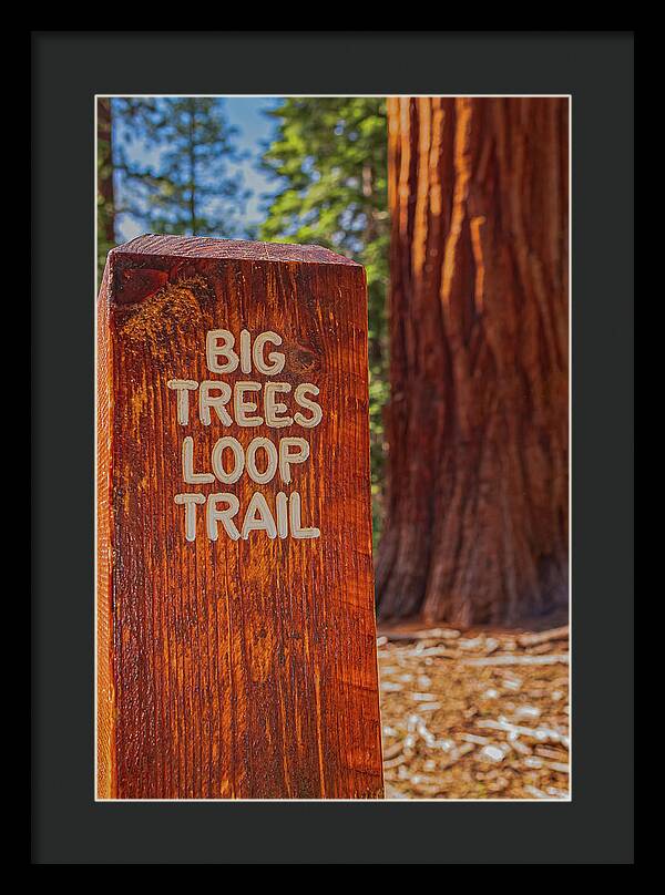 Big Trees Loop Trail and Sequoia Tree - Framed Print