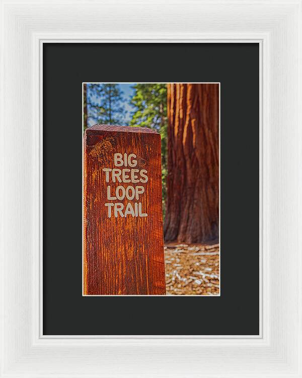 Big Trees Loop Trail and Sequoia Tree - Framed Print