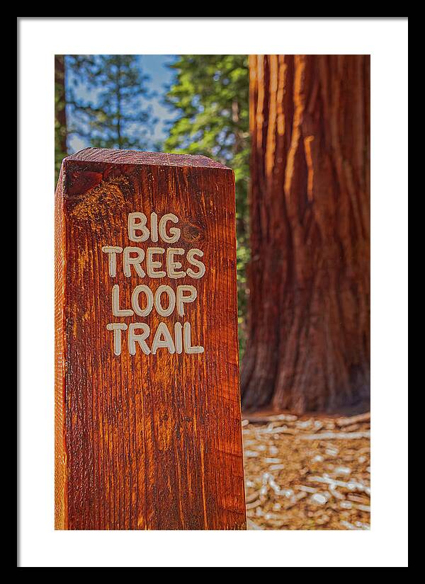 Big Trees Loop Trail and Sequoia Tree - Framed Print