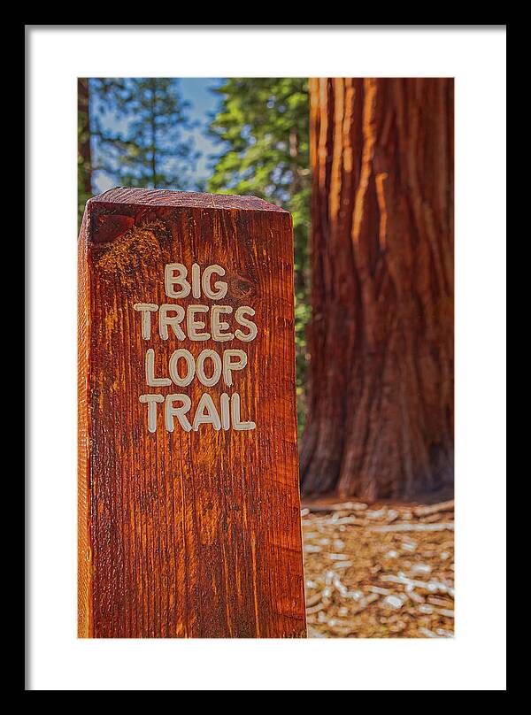 Big Trees Loop Trail and Sequoia Tree - Framed Print