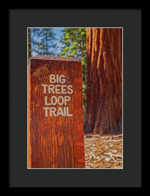 Big Trees Loop Trail and Sequoia Tree - Framed Print