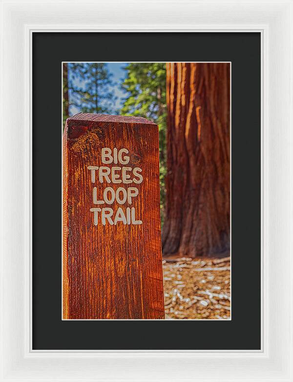 Big Trees Loop Trail and Sequoia Tree - Framed Print