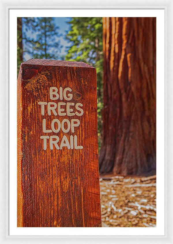 Big Trees Loop Trail and Sequoia Tree - Framed Print