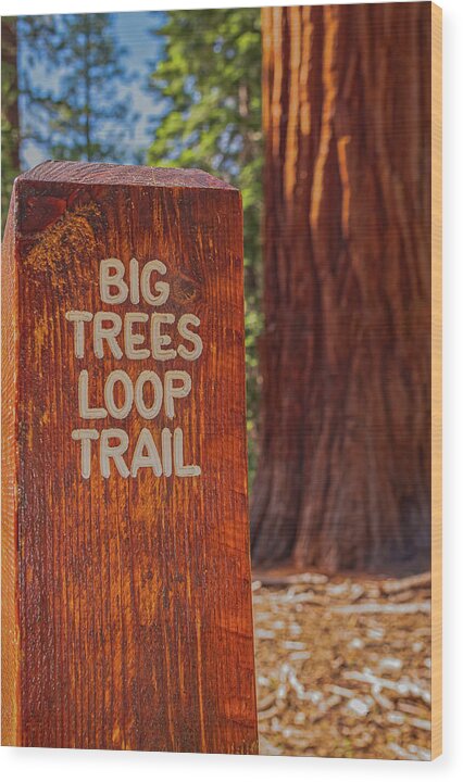 Big Trees Loop Trail and Sequoia Tree - Wood Print