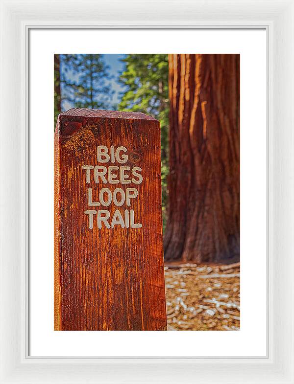 Big Trees Loop Trail and Sequoia Tree - Framed Print