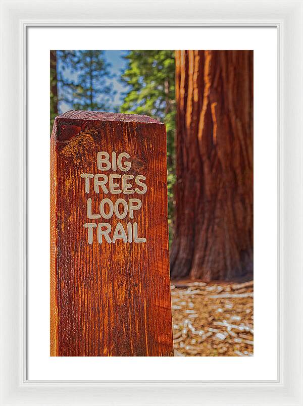 Big Trees Loop Trail and Sequoia Tree - Framed Print