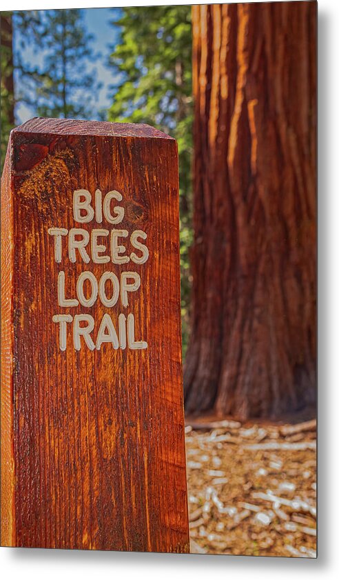 Big Trees Loop Trail and Sequoia Tree - Metal Print