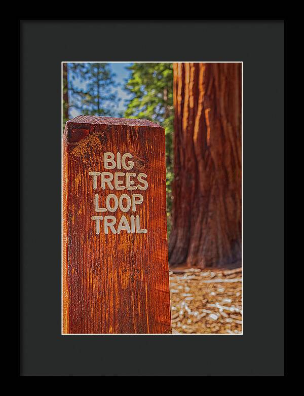 Big Trees Loop Trail and Sequoia Tree - Framed Print