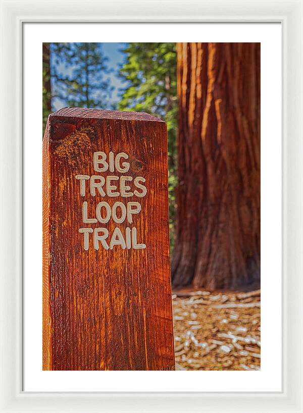 Big Trees Loop Trail and Sequoia Tree - Framed Print