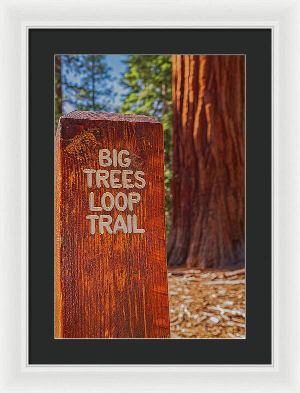 Big Trees Loop Trail and Sequoia Tree - Framed Print