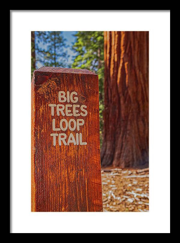 Big Trees Loop Trail and Sequoia Tree - Framed Print