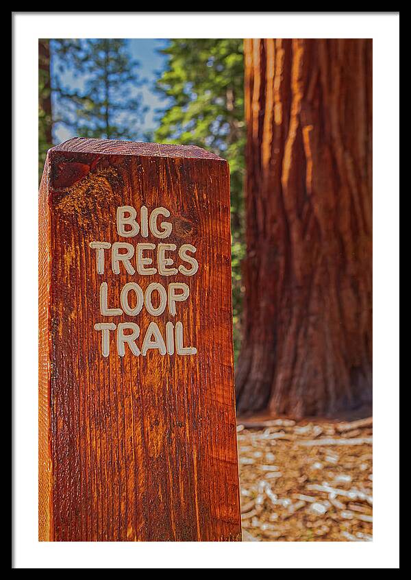 Big Trees Loop Trail and Sequoia Tree - Framed Print