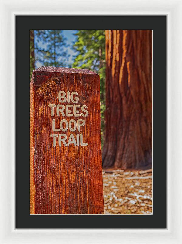 Big Trees Loop Trail and Sequoia Tree - Framed Print