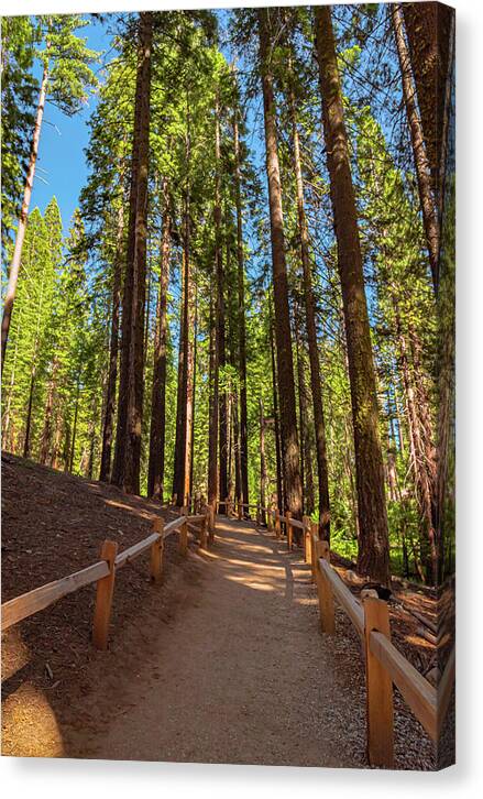 Big Trees Loop Trail at Mariposa Grove - Canvas Print