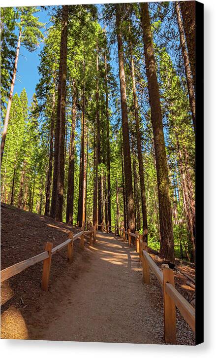 Big Trees Loop Trail at Mariposa Grove - Canvas Print