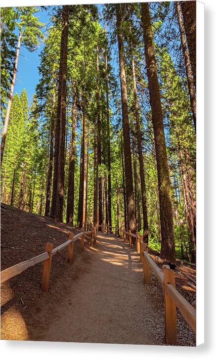 Big Trees Loop Trail at Mariposa Grove - Canvas Print