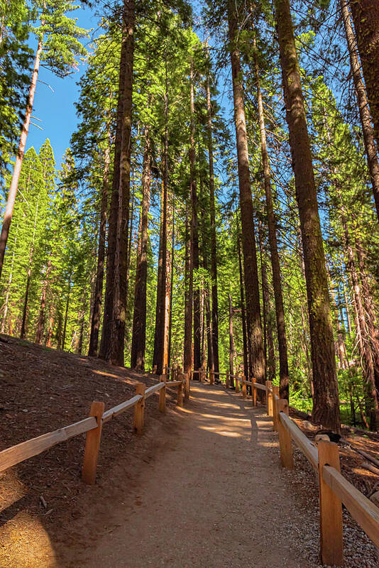 Big Trees Loop Trail at Mariposa Grove - Art Print