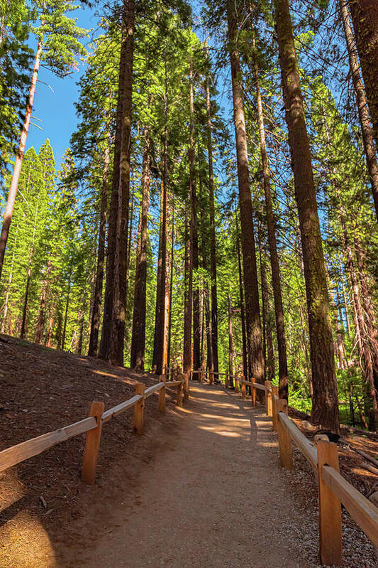 Big Trees Loop Trail at Mariposa Grove - Art Print
