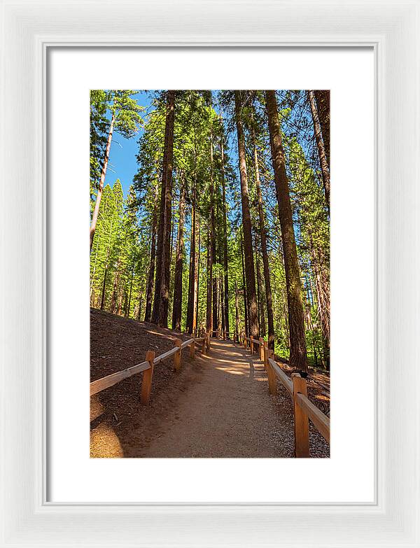 Big Trees Loop Trail at Mariposa Grove - Framed Print