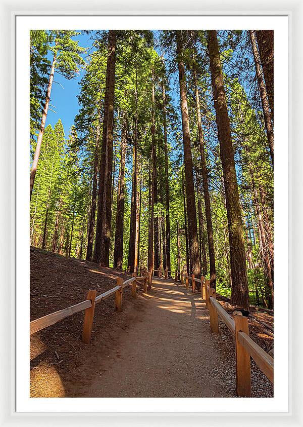 Big Trees Loop Trail at Mariposa Grove - Framed Print