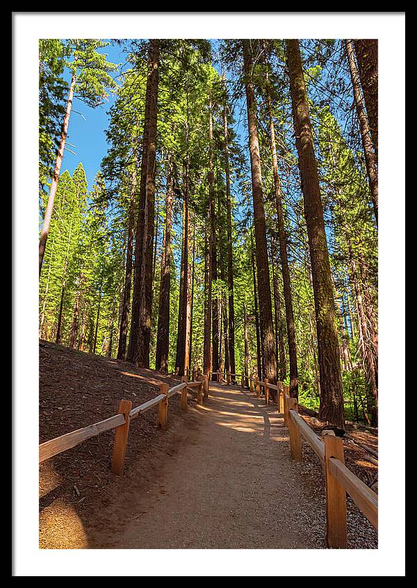 Big Trees Loop Trail at Mariposa Grove - Framed Print