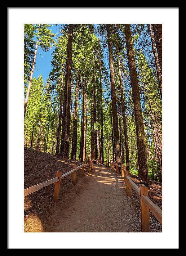 Big Trees Loop Trail at Mariposa Grove - Framed Print