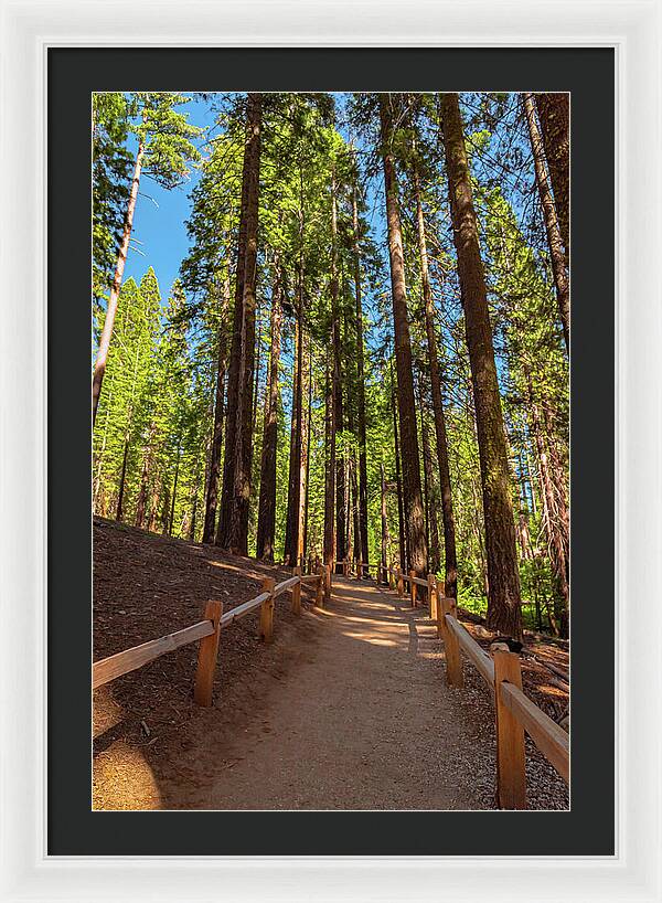 Big Trees Loop Trail at Mariposa Grove - Framed Print