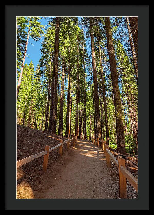 Big Trees Loop Trail at Mariposa Grove - Framed Print