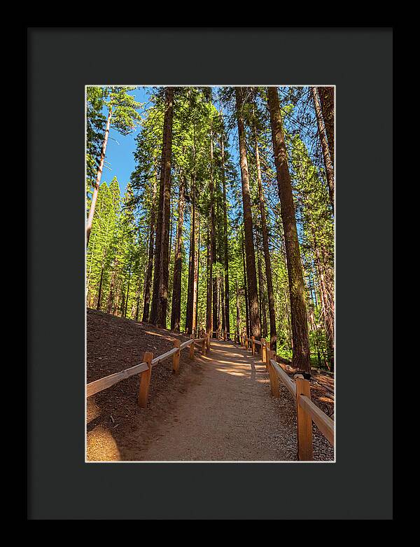 Big Trees Loop Trail at Mariposa Grove - Framed Print