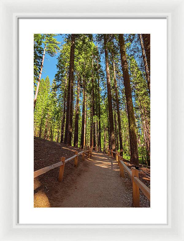 Big Trees Loop Trail at Mariposa Grove - Framed Print