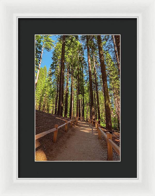 Big Trees Loop Trail at Mariposa Grove - Framed Print