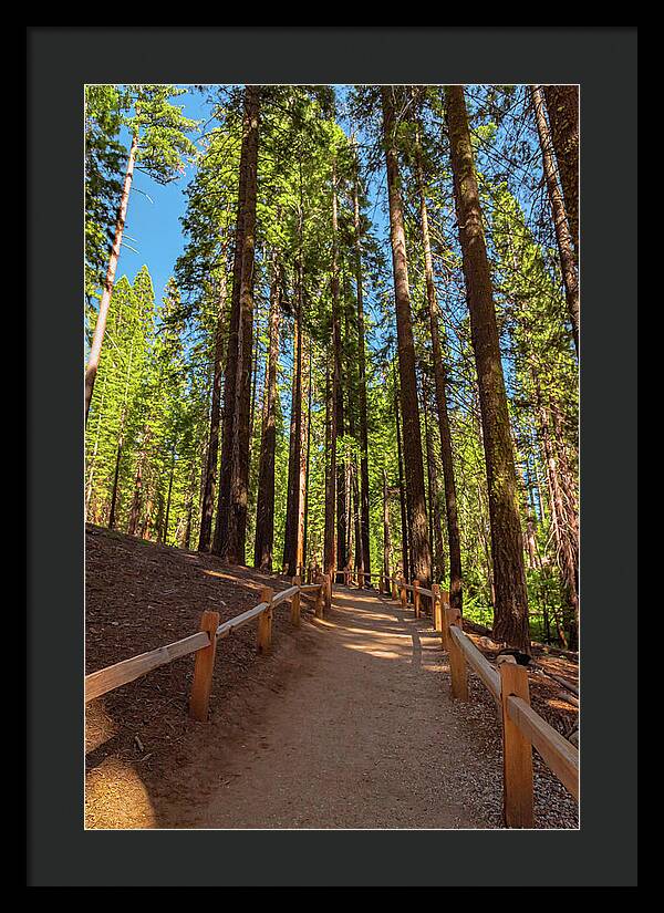 Big Trees Loop Trail at Mariposa Grove - Framed Print
