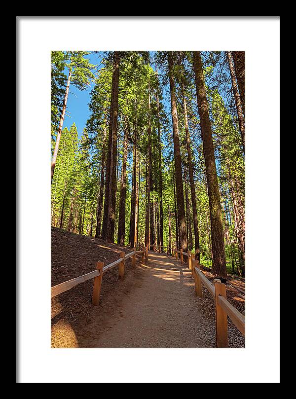 Big Trees Loop Trail at Mariposa Grove - Framed Print