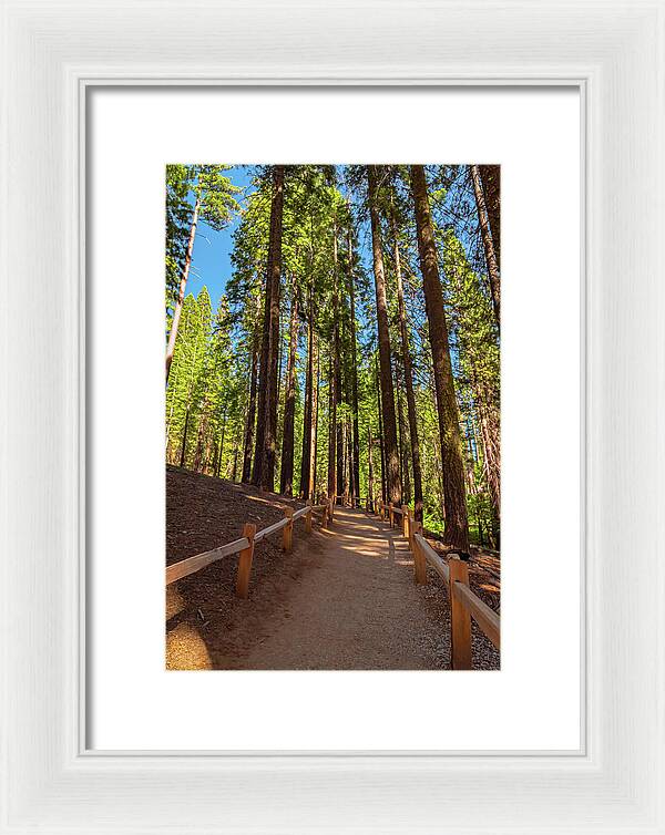 Big Trees Loop Trail at Mariposa Grove - Framed Print