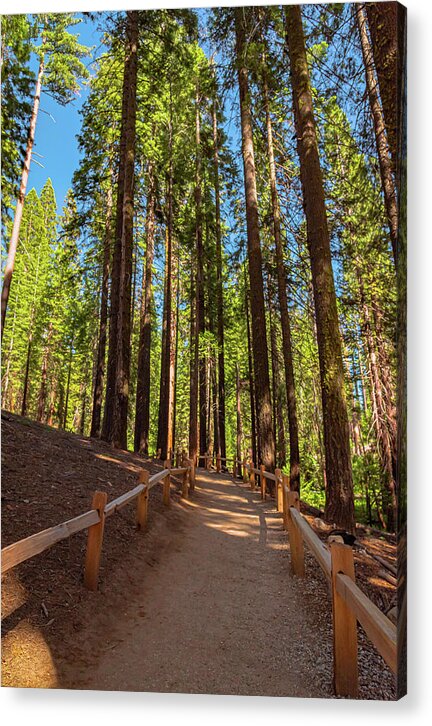 Big Trees Loop Trail at Mariposa Grove - Acrylic Print