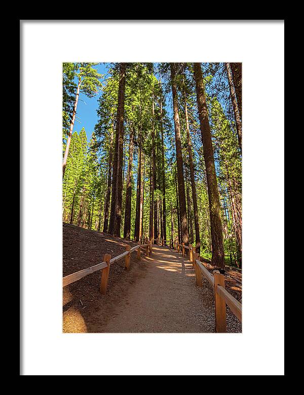 Big Trees Loop Trail at Mariposa Grove - Framed Print