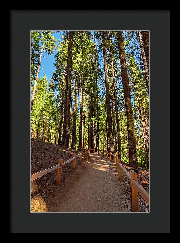 Big Trees Loop Trail at Mariposa Grove - Framed Print