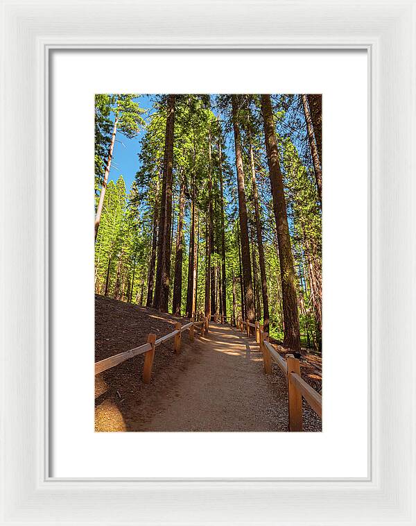 Big Trees Loop Trail at Mariposa Grove - Framed Print